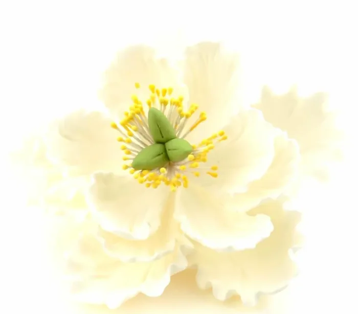 Feinzucker Blüte Peony white