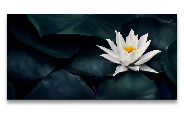 Leinwandbild Weiße Seerose Blüte Kunstvoll Kontrastreich Dekorativ